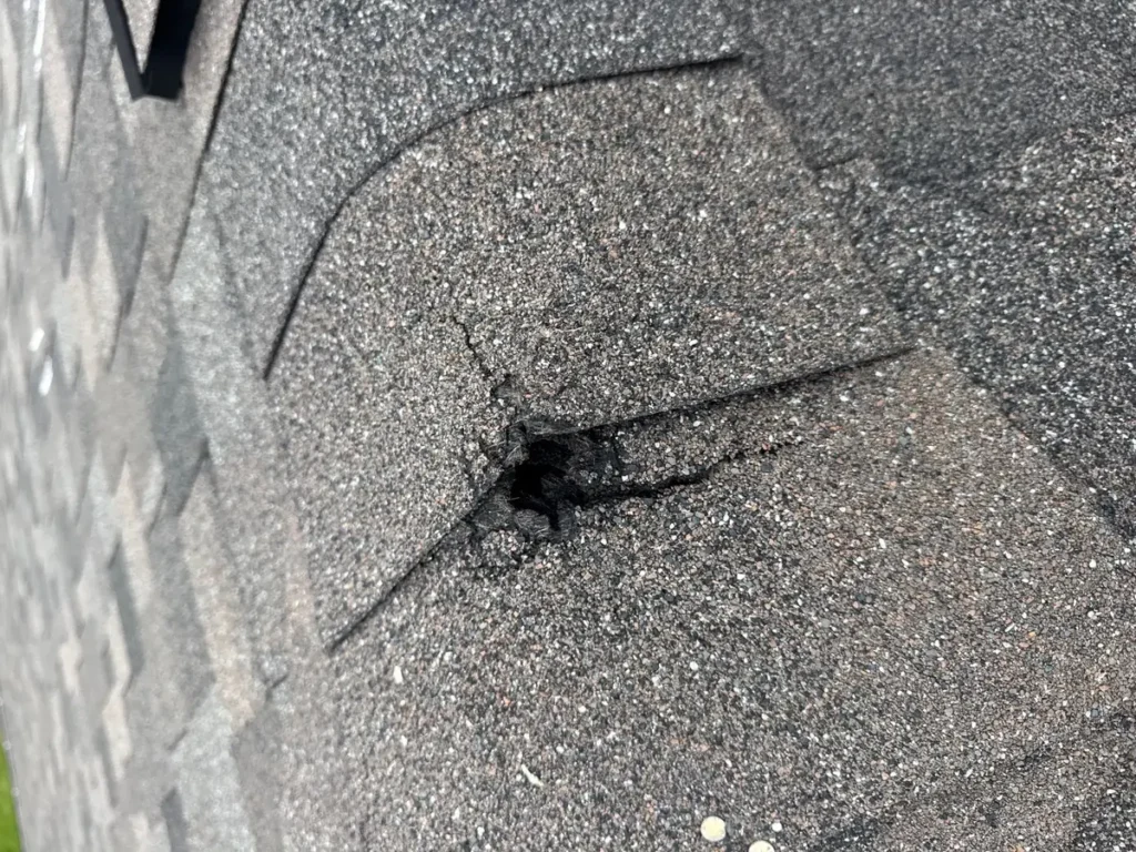 Close-up of a torn asphalt shingle with damaged mat and granule loss found during a roof inspection.